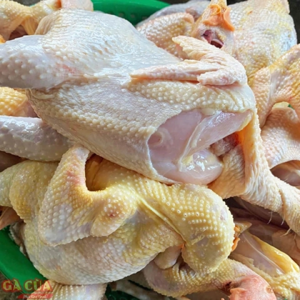 Gà Nguyên Con