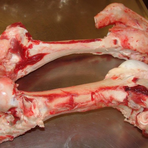 Xương Ống Bò Úc 